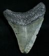 Megalodon Tooth - Peace River, FL #6367-1
